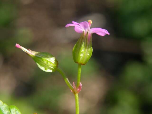 Image of shining geranium