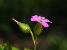 Imagem de Geranium lucidum L.