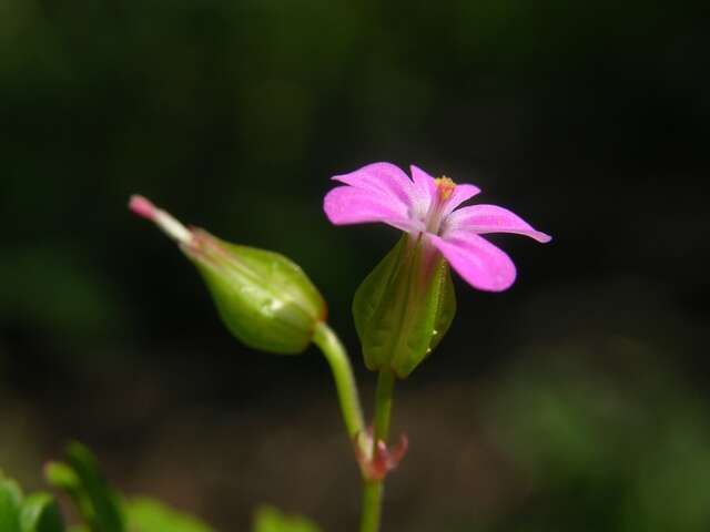 Image of shining geranium