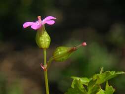 Image of shining geranium