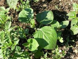 Image of soybean