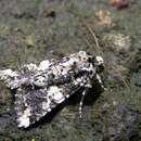 Image of marbled coronet