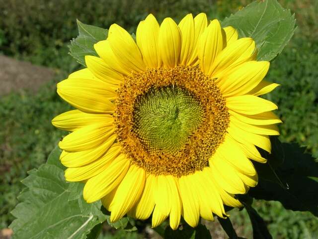 Image of sunflowers