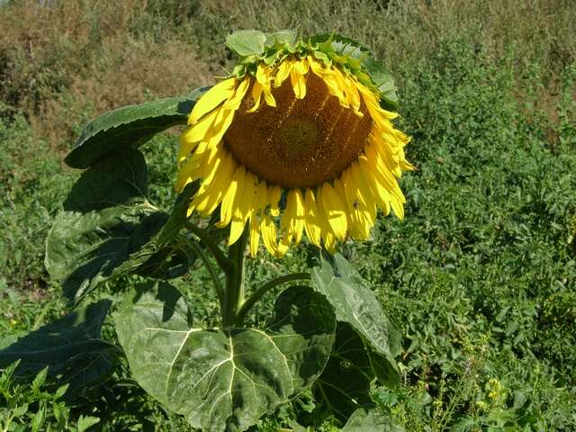 Image of sunflowers