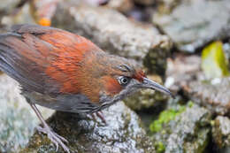 Image of Grey-sided Scimitar Babbler