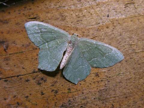 Hemithea resmi