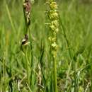 Image of Musk orchid