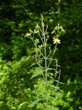 Image of St John's-wort