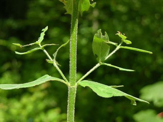 Image of St John's-wort