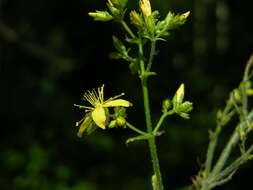 Image of St John's-wort