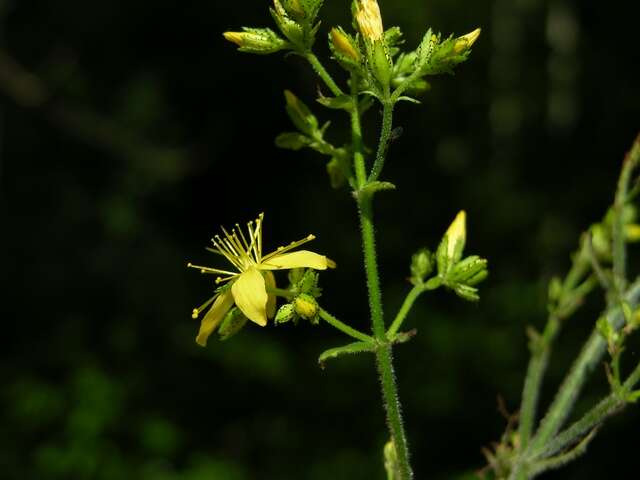 Image of St John's-wort