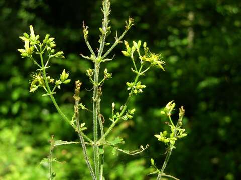 Image of St John's-wort