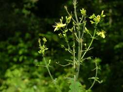 Image of St John's-wort