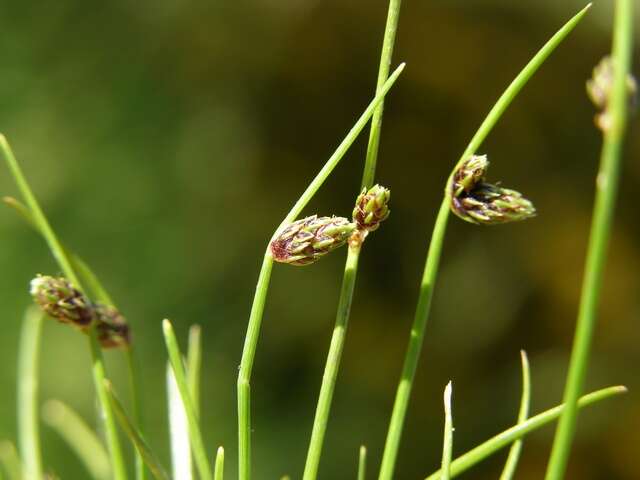 Image of bulrush