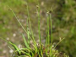 Image of bulrush