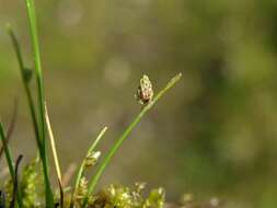 Image of bulrush