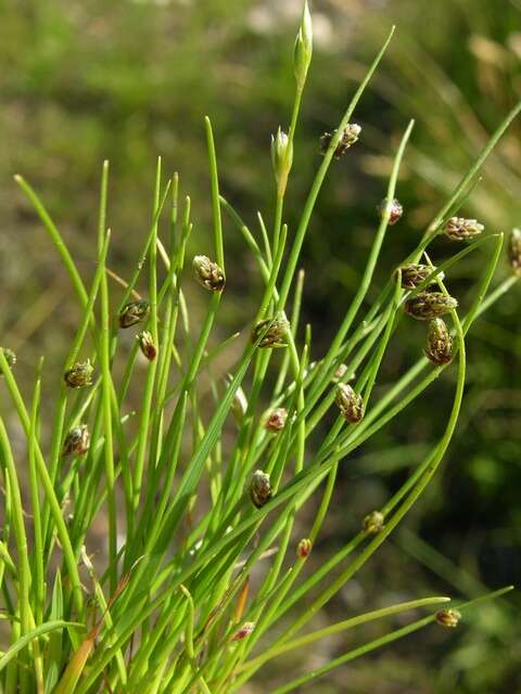 Image of bulrush