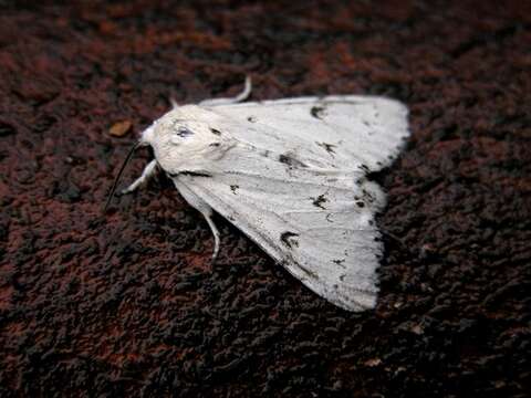 Image of Dagger Moths