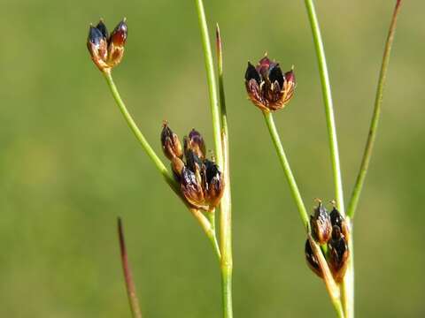 Слика од Juncus alpinoarticulatus subsp. rariflorus (Hartm.) Holub