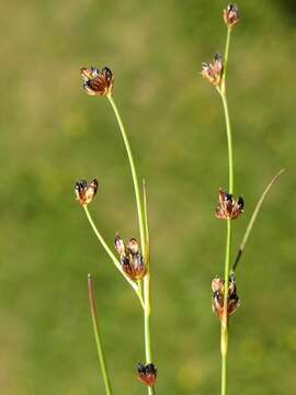 Juncus alpinoarticulatus subsp. rariflorus (Hartm.) Holub的圖片