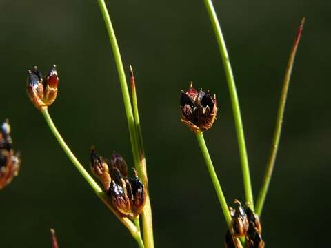 Imagem de Juncus alpinoarticulatus subsp. rariflorus (Hartm.) Holub