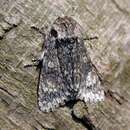 Acronicta megacephala Schiffermüller 1776 resmi