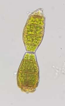 Image of zygodon moss