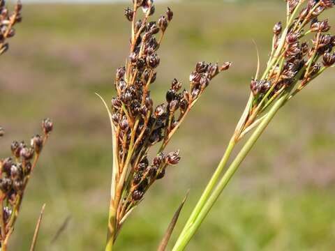 Imagem de Juncus anceps La Harpe