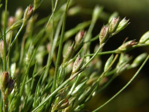 Imagem de Juncus bufonius L.