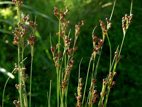 Imagem de Juncus compressus Jacq.