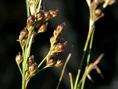 Image of Round-fruited Rush