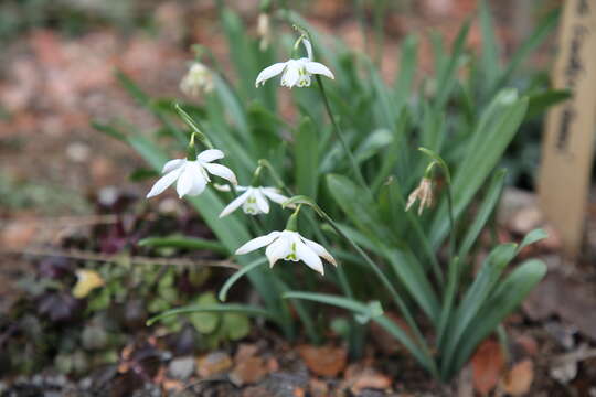 Image of giant snowdrop