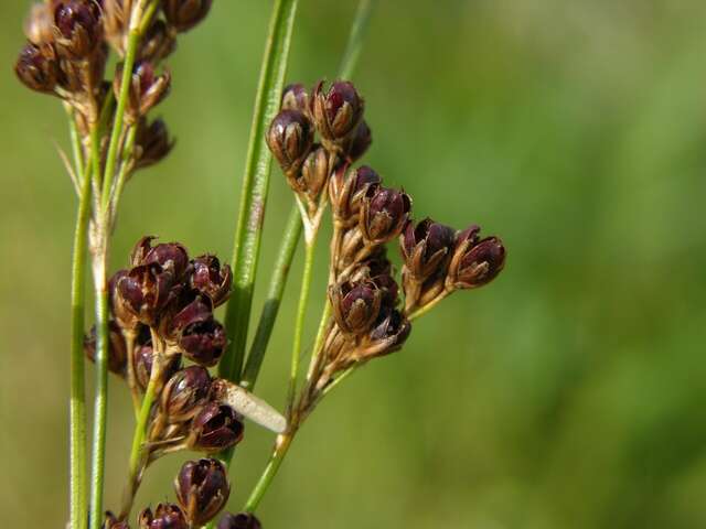 Image of black needle rush