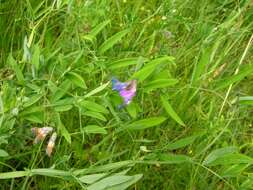 Слика од Lathyrus palustris L.