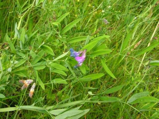 Imagem de Lathyrus palustris L.