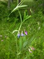 Imagem de Lathyrus palustris L.