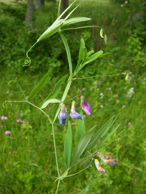 Lathyrus palustris L. resmi