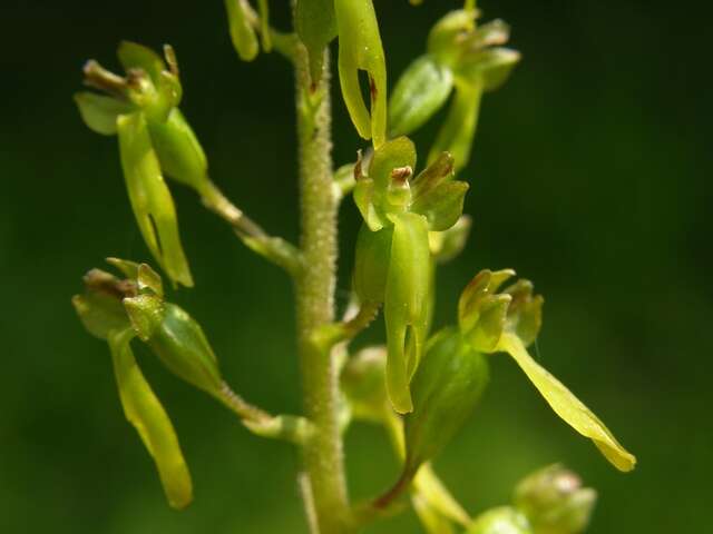 Image of Twayblade