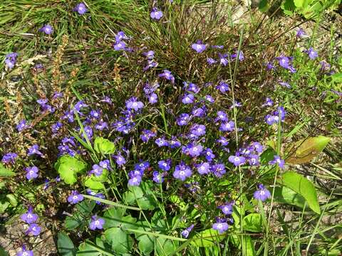 Image of lobelia