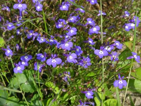 Image of lobelia