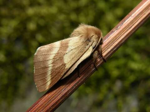 Image of Tent caterpillar