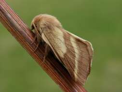 Image of Tent caterpillar