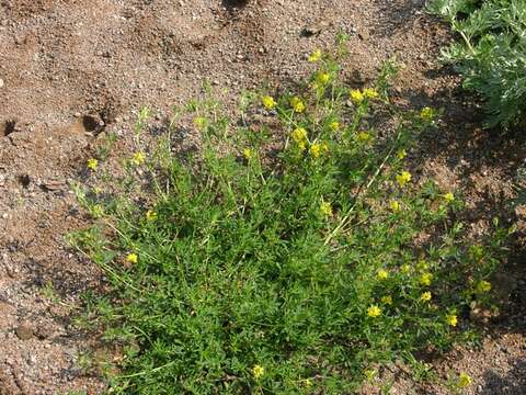 Plancia ëd Medicago falcata L.