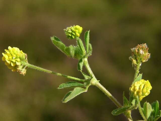 Слика од Medicago