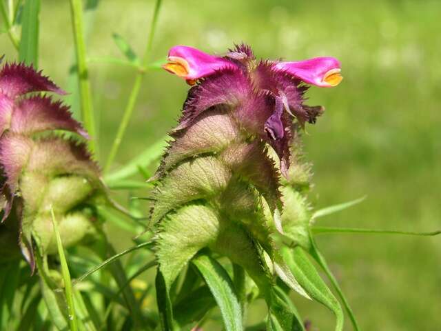 Image of Crested Cow-wheat