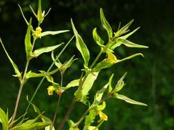 Image of Small cow-wheat