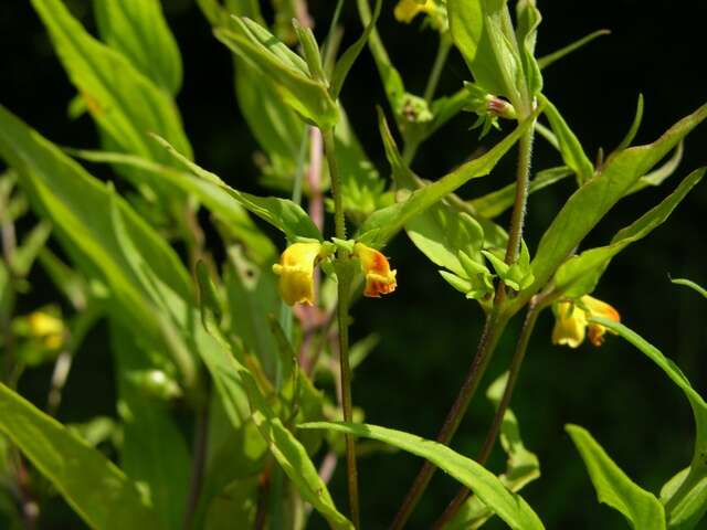 Image of Small cow-wheat