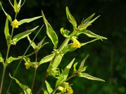 Image of Small cow-wheat