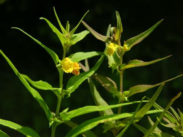 Image of Small cow-wheat