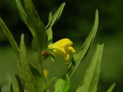 Image of Small cow-wheat